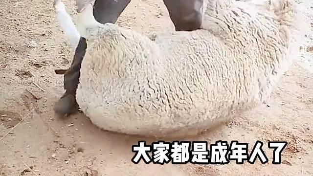 你剃我羊毛就算了，还想噶我羊腰子