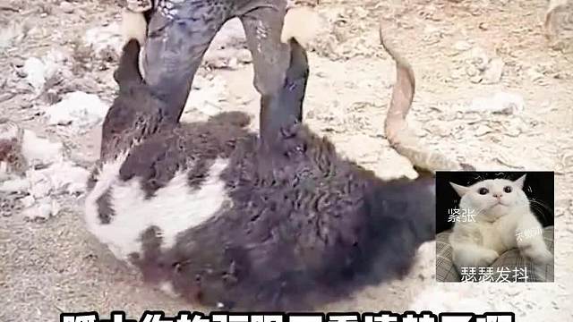 你睁大眼睛看仔细了，有些地方不能剃