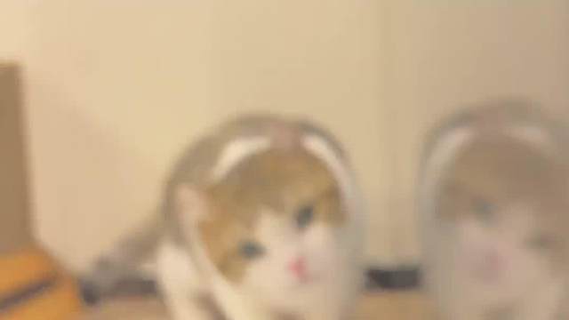 谁家小猫玩木头人啊