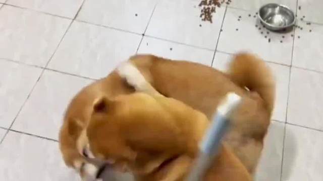 动物也是谁也不服谁啊