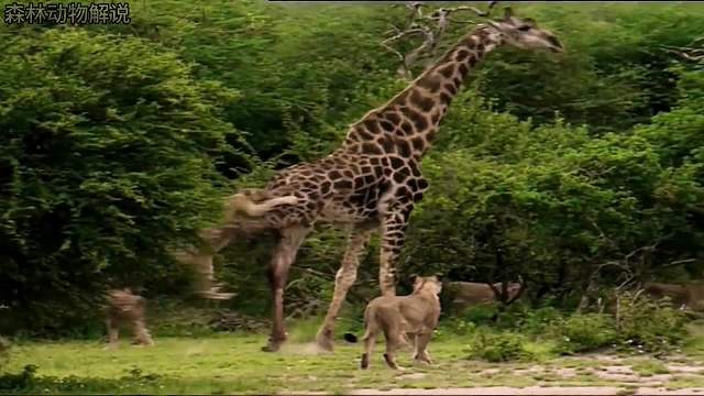 长颈鹿大战狮群