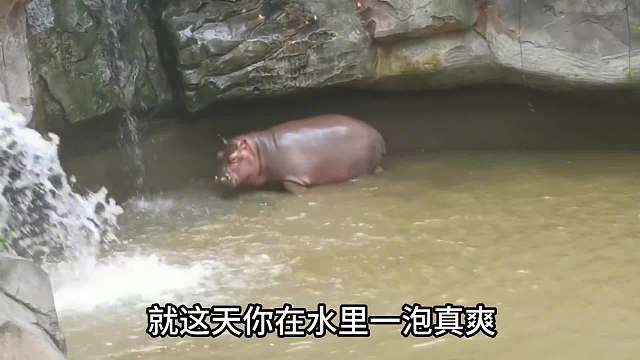 不听话的河小胖！