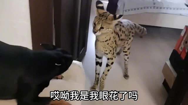 当狗子看见薮猫，狗子当场就懵了！