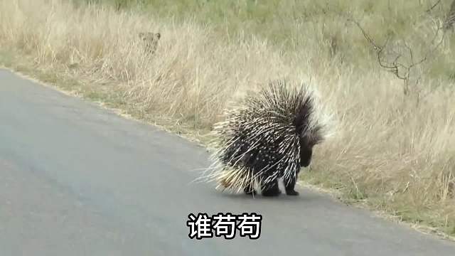 当豪猪碰到花豹！