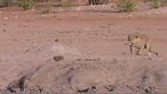 当豹子遇上狮子时，这速度真快啊。一个瞬间！消失啦