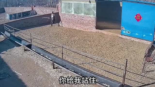 该说不说这羊胆儿挺大啊！