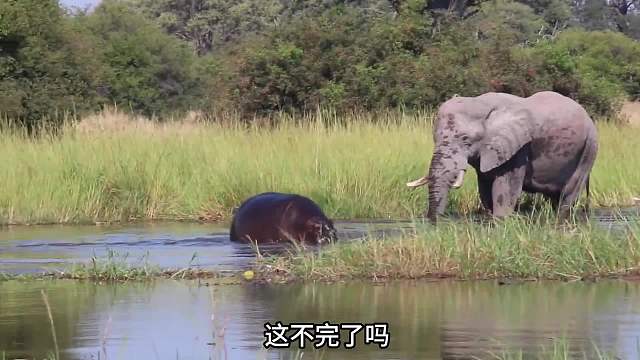 河马带娃碰到大象！