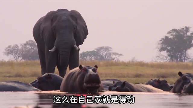 河马感觉背后凉嗖的！