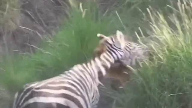 河马根本不把狮子放在眼里