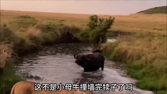 河马间接的帮助了牛！