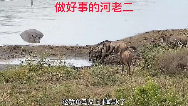 河马：我做好事从来不留名！就是这么任性！