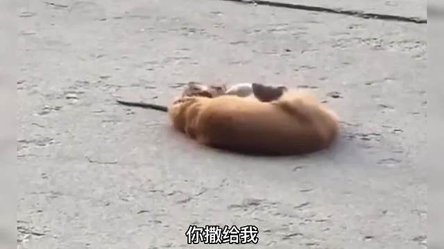 黄鼠狼vs大耗子！