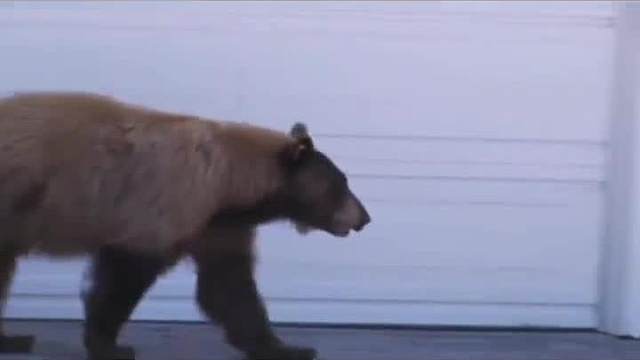 看见熊记得喊乌拉！