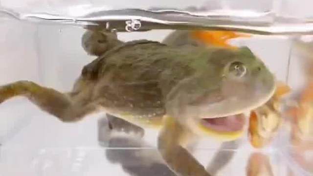 老二我就瞅着，等着你给我分！