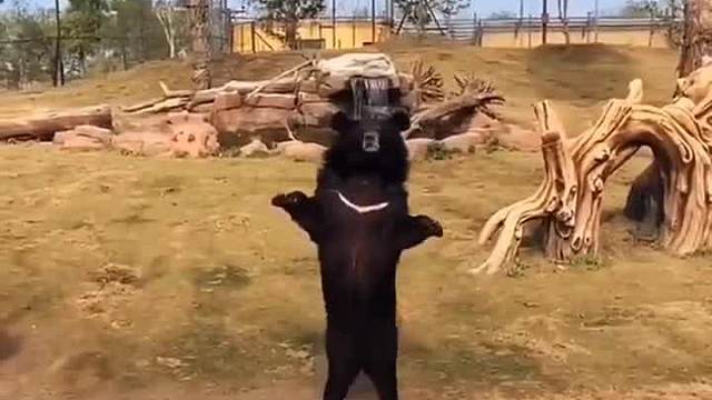 #搞笑#搞笑视频，袋鼠打架从来没输过！哈哈#看一遍笑一遍#专治不开心