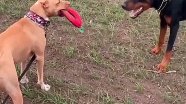 #动物趣事#看一遍笑一遍#专治不开心