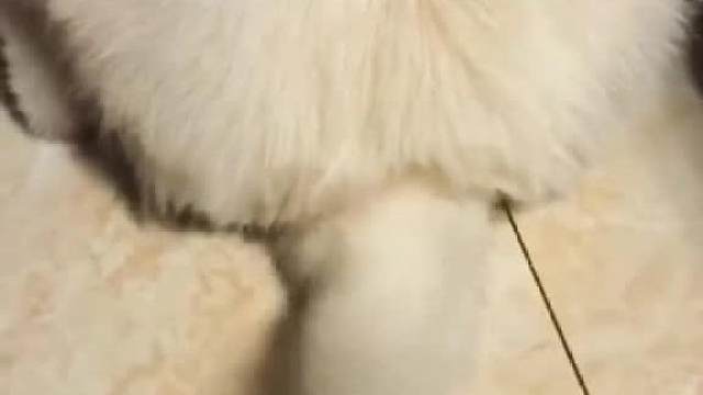 天下尾巴，唯狗独尊