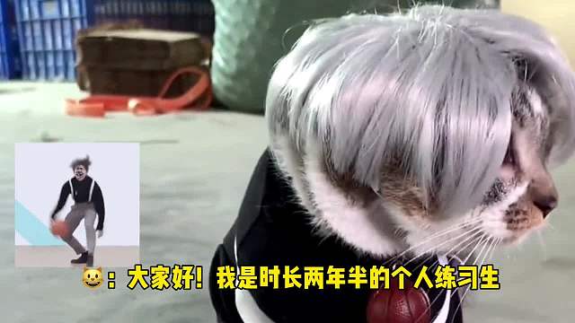 盘点一下那些猫咪奇奇怪怪的发型，这是一个真实的爱情故事