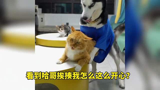 看到哈哥挨揍我开心坏了 一定要看到最后哦