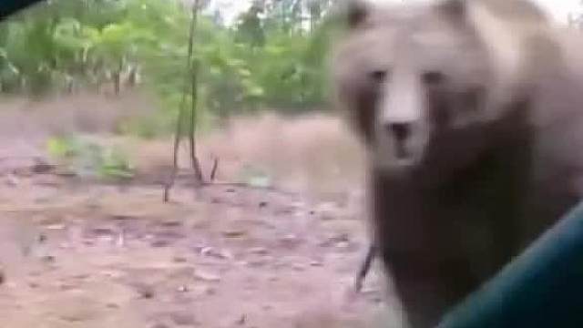 【动物配音】“今天的食材有点羞涩啊”