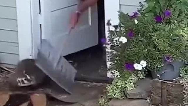 【动物配音】“野蛮人，契约精神你有吗？”