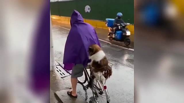 《每日一遍，防止抑郁》毛孩子真的好治愈呀