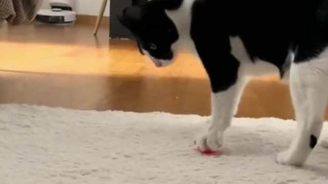 “傻”猫与“蠢”狗的搞笑日常Funny Cat&Dog廿九#迷惑行为#看一遍笑一遍#搞笑