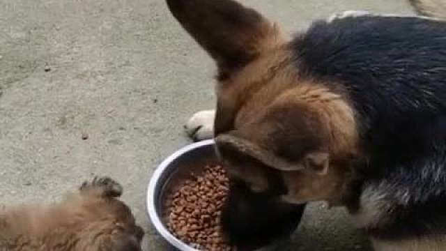 “傻”猫与“蠢”狗的搞笑日常Funny Cat&Dog廿二#迷惑行为#看一遍笑一遍#搞笑