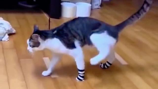 你我皆是猫猫教，何苦相残瞎胡闹