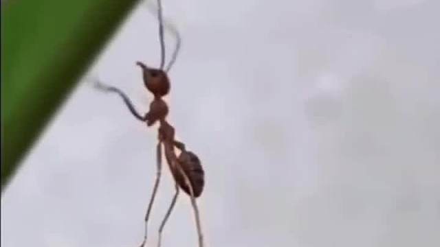 原来不只是人类会这样…