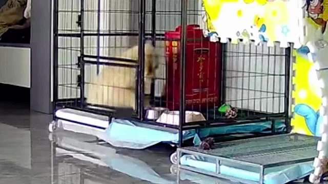 每一条狗狗都有一个伟大的梦想