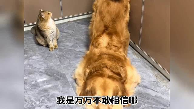 盘点狗子的搞笑瞬间