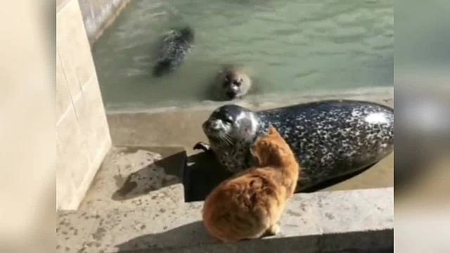 盘点那些霸气十足的猫咪，最后一只太牛了，黑熊见了都上树