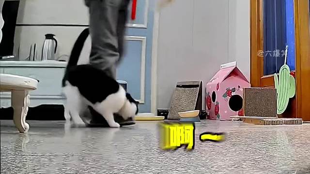 猫咪的倒霉日常