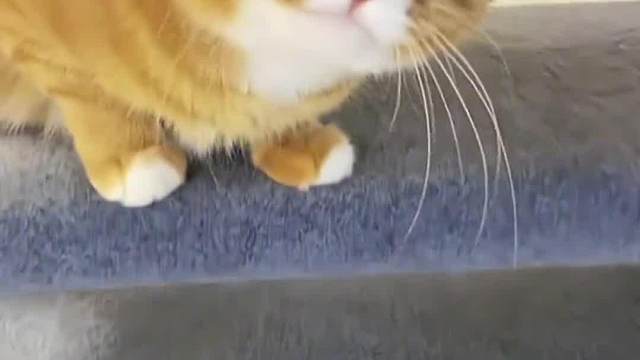 一只丑猫的内心独白～