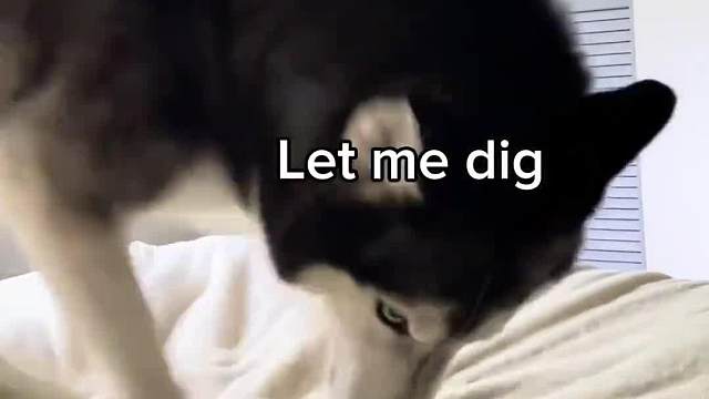 养哈士奇的人都是大心脏吧！