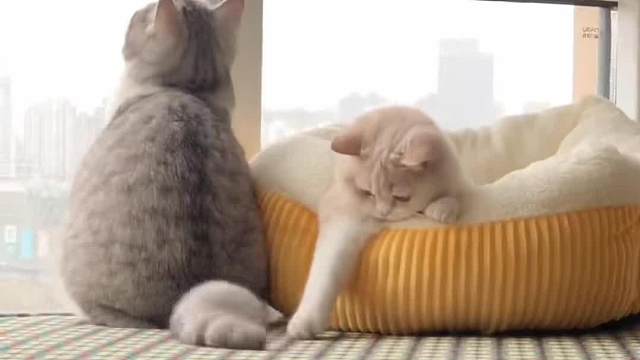 有人性的猫是什么样子