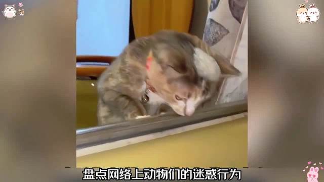 盘点网络上动物的迷惑行为，动物搞笑名场面746#看一遍笑一遍#搞笑合集