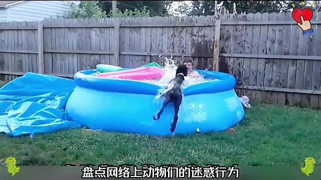 盘点网络上动物的迷惑行为，动物搞笑名场面748#看一遍笑一遍#搞笑合集