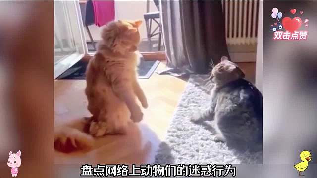 盘点网络上动物的迷惑行为，动物搞笑名场面750#看一遍笑一遍#搞笑合集