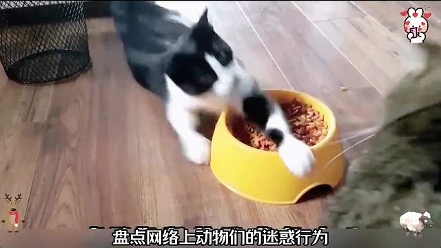 盘点网络上动物的迷惑行为，动物搞笑名场面754#看一遍笑一遍#搞笑合集