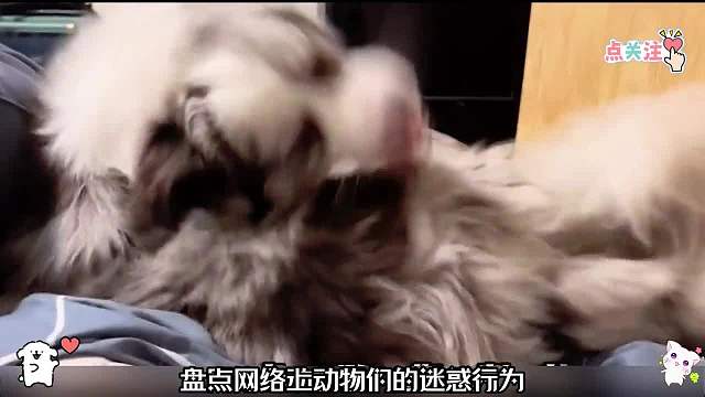 盘点网络上动物的迷惑行为，动物搞笑名场面756#看一遍笑一遍#搞笑合集