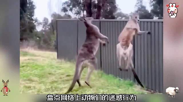 盘点网络上动物的迷惑行为，动物搞笑名场面761#看一遍笑一遍#搞笑合集