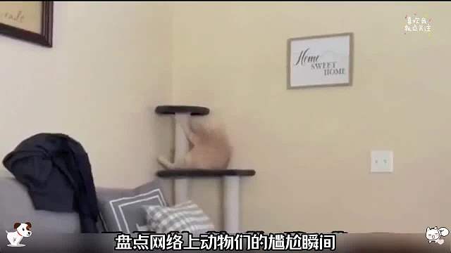 盘点网络上动物的迷惑行为，动物搞笑名场面762#看一遍笑一遍#搞笑合集