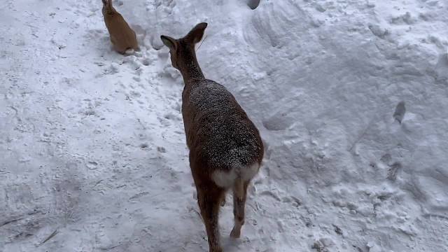 傻狍子的“狩猎”