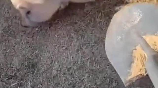 “ 奇奇怪怪 ”