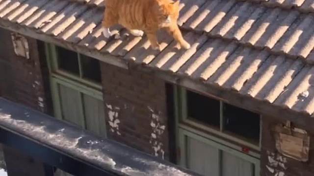 公猫的冷知识，公猫！公猫！