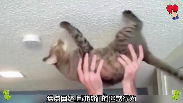盘点网络上动物的迷惑行为！动物的搞笑瞬间707#看一遍笑一遍#搞笑合集