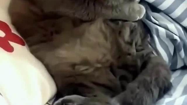 大金链子小手表......搞笑宠物视频#迷惑行为#看一遍笑一遍#搞笑