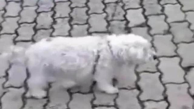 开工第一天，都“神经神经”#迷惑行为#看一遍笑一遍#搞笑